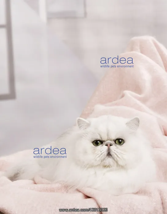 : Cat Persan chinchilla : Cat Persan chinchilla