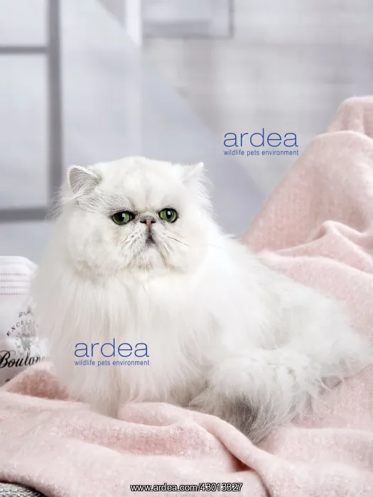 : Cat Persan chinchilla : Cat Persan chinchilla