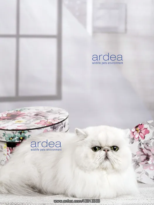 : Cat Persan chinchilla : Cat Persan chinchilla