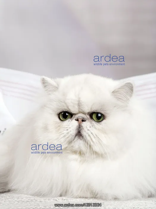 : Cat Persan chinchilla : Cat Persan chinchilla
