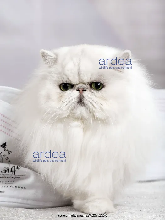 : Cat Persan chinchilla : Cat Persan chinchilla