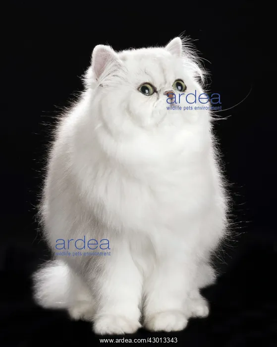 : Cat Persan chinchilla : Cat Persan chinchilla