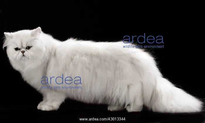 : Cat Persan chinchilla : Cat Persan chinchilla