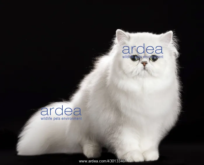 : Cat Persan chinchilla : Cat Persan chinchilla