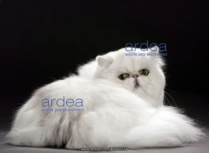 : Cat Persan chinchilla : Cat Persan chinchilla