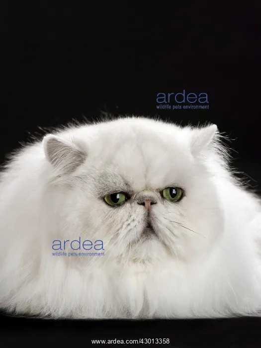 : Cat Persan chinchilla : Cat Persan chinchilla