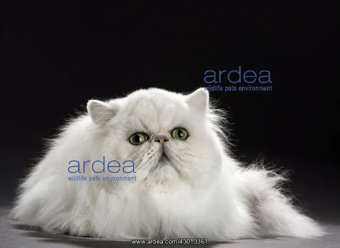 : Cat Persan chinchilla : Cat Persan chinchilla