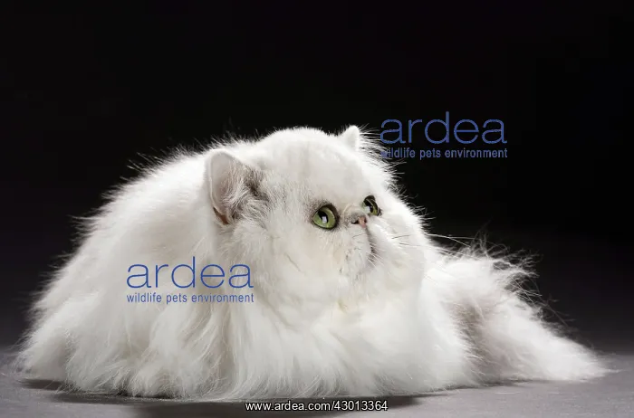 : Cat Persan chinchilla : Cat Persan chinchilla