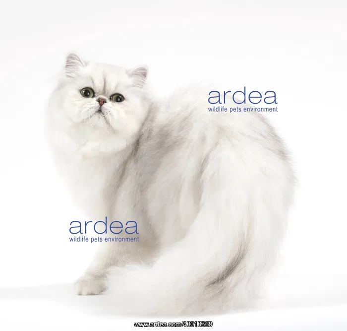 : Cat Persan chinchilla : Cat Persan chinchilla