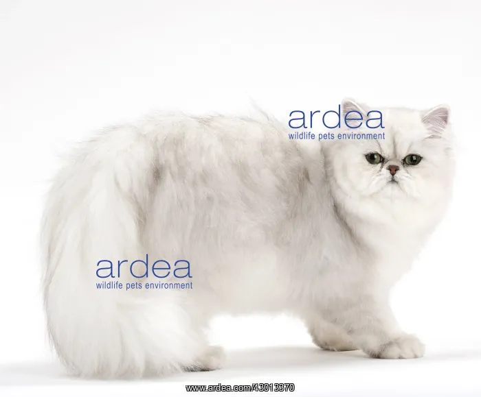 : Cat Persan chinchilla : Cat Persan chinchilla