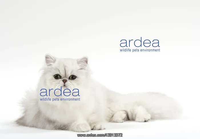 : Cat Persan chinchilla : Cat Persan chinchilla