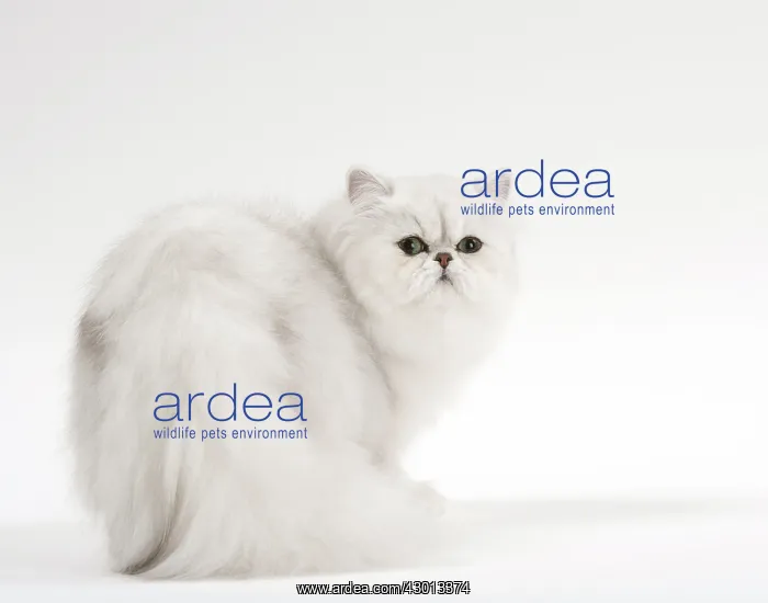 : Cat Persan chinchilla : Cat Persan chinchilla