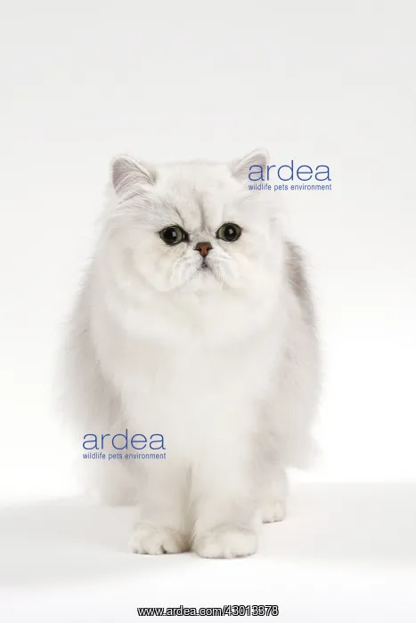 : Cat Persan chinchilla : Cat Persan chinchilla