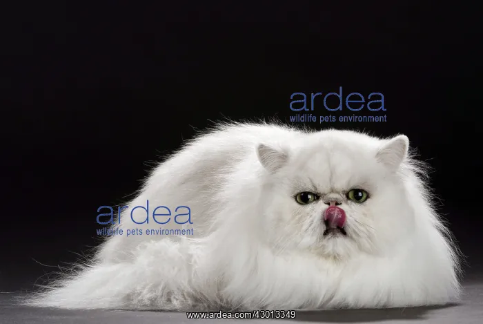 : Cat Persan chinchilla showing tongue licking : Cat Persan chinchilla showing tongue licking