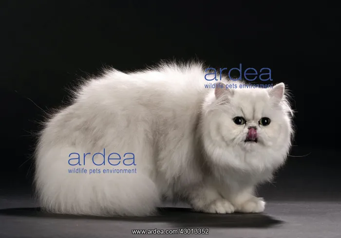 : Cat Persan chinchilla showing tongue licking : Cat Persan chinchilla showing tongue licking
