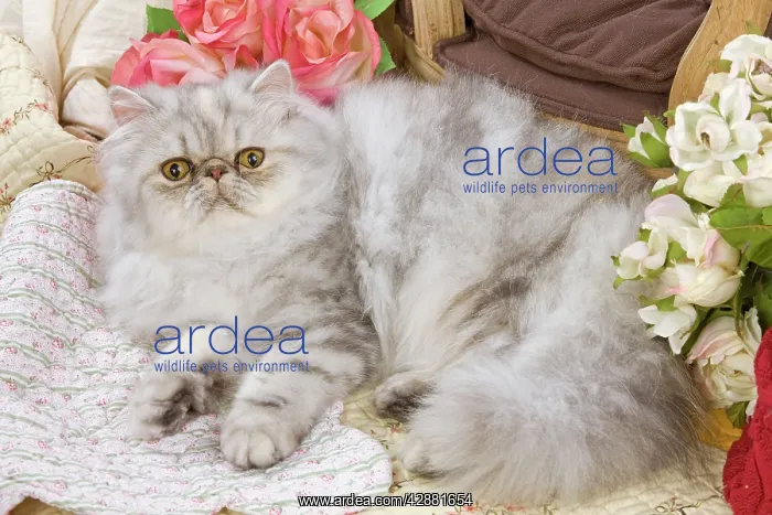 : Cat - Persian