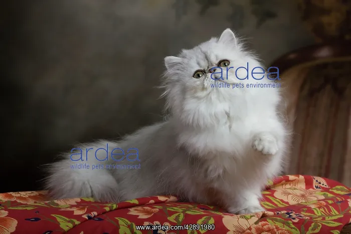  : Cat - Persian