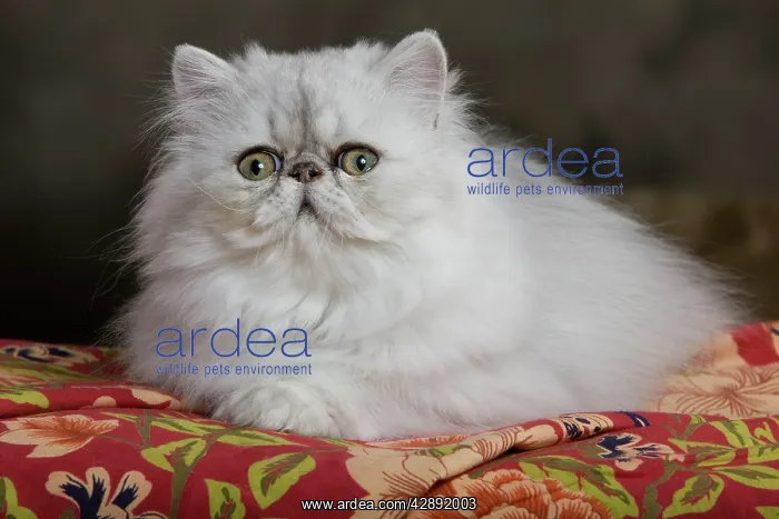  : Cat - Persian