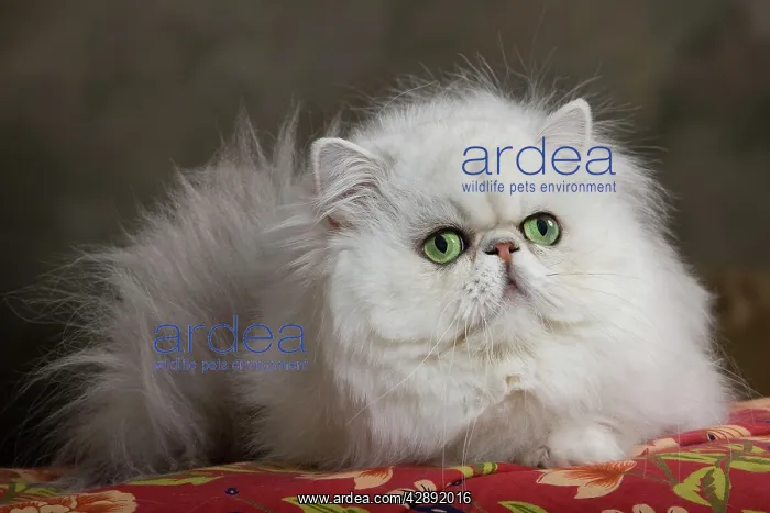  : Cat - Persian
