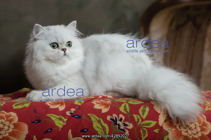  : Cat - Persian