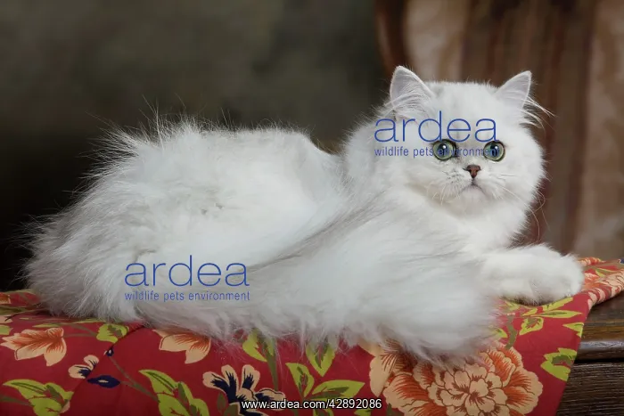  : Cat - Persian