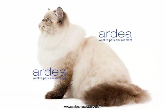  : Cat - Persian