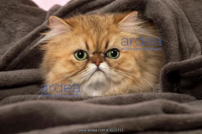  : Cat Persian