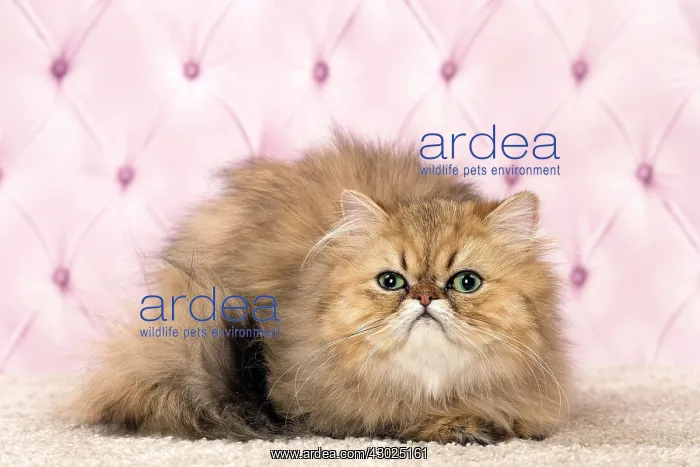  : Cat Persian