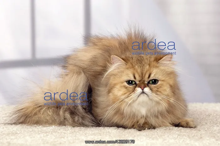  : Cat Persian
