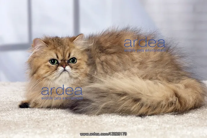  : Cat Persian