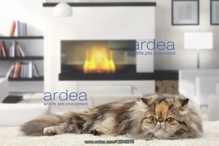  : Cat Persian
