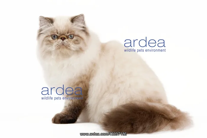  : Cat - Persian