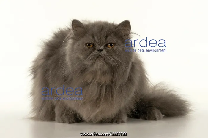 : CAT. Persian, adult, Blue, amber eyes, laying, studio : CAT. Persian, adult, Blue, amber eyes, laying, studio