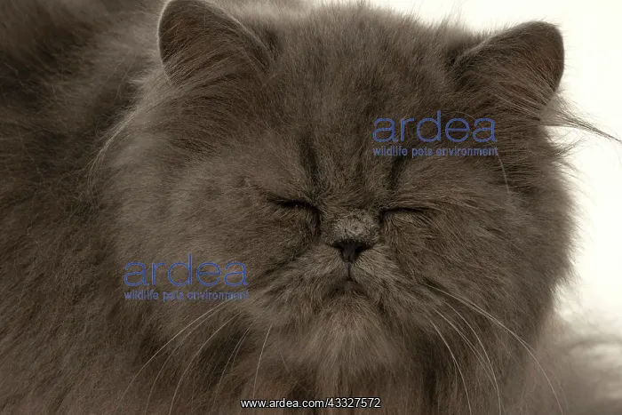: CAT. Persian, adult, Blue, amber eyes, face on, studio : CAT. Persian, adult, Blue, amber eyes, face on, studio
