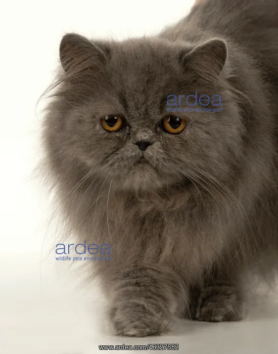  : CAT. Persian, adult, Blue, amber eyes, face on, studio