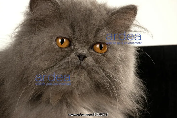 : CAT. Persian, adult, Blue, amber eyes, face on, studio : CAT. Persian, adult, Blue, amber eyes, face on, studio