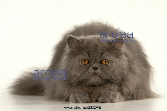 : CAT. Persian, adult, Blue, amber eyes, laying, studio : CAT. Persian, adult, Blue, amber eyes, laying, studio
