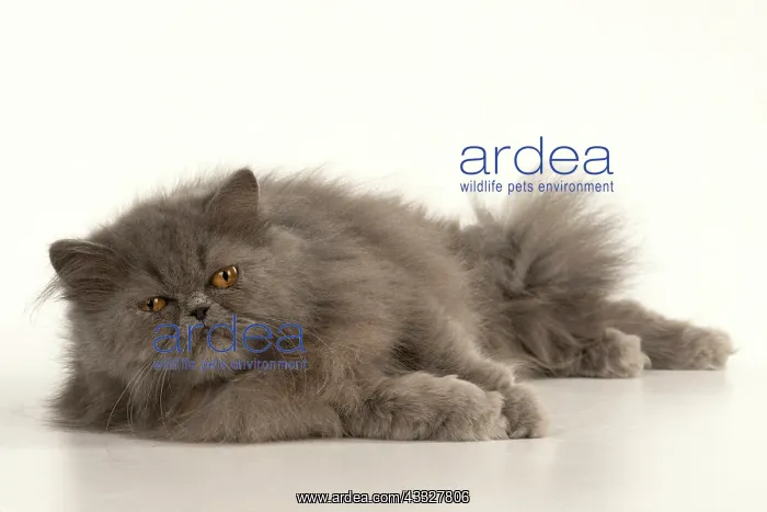 : CAT. Persian, adult, Blue, amber eyes, laying, studio : CAT. Persian, adult, Blue, amber eyes, laying, studio