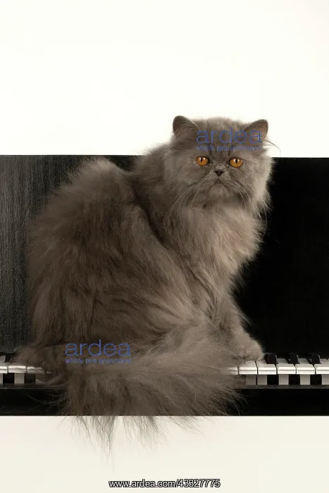  : CAT. Persian adult, blue, amber eyes, longhai