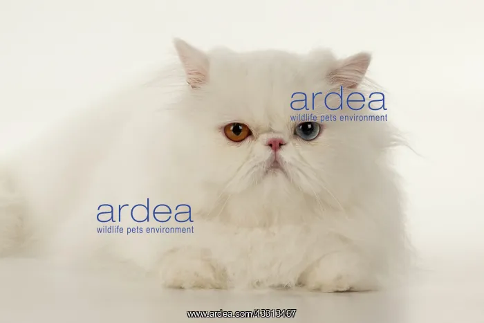  : CAT. Persian, adult white, odd eyed, laying, studio
