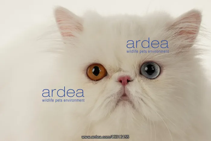 : CAT. Persian, adult, white, odd eyed, face, studio : CAT. Persian, adult, white, odd eyed, face, studio
