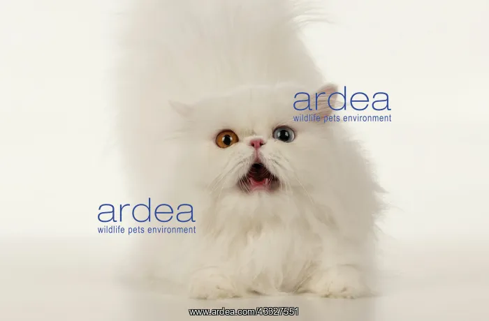 : CAT. Persian, adult white, odd eyed, laying, mo : CAT. Persian, adult white, odd eyed, laying, mo