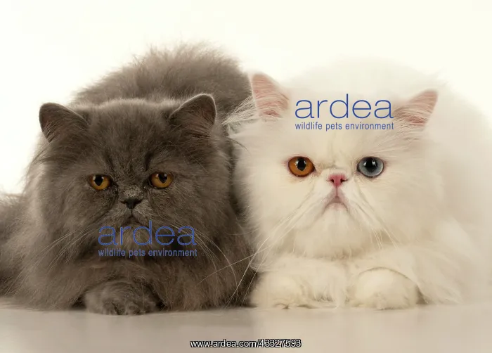 : CAT. Persian, adult white, odd eyed, laying, wit : CAT. Persian, adult white, odd eyed, laying, wit