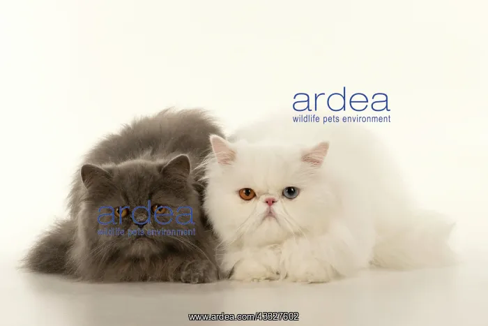: CAT. Persian, adult white, odd eyed, laying, wit : CAT. Persian, adult white, odd eyed, laying, wit