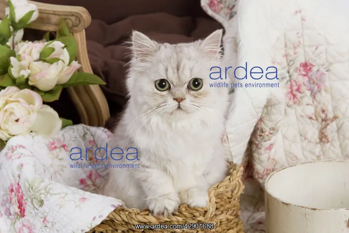  : Cat - Persian in basket