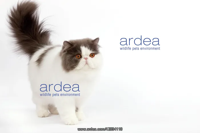 : Cat - Persian bi-colour harlequin blue and white : Cat - Persian bi-colour harlequin blue and white