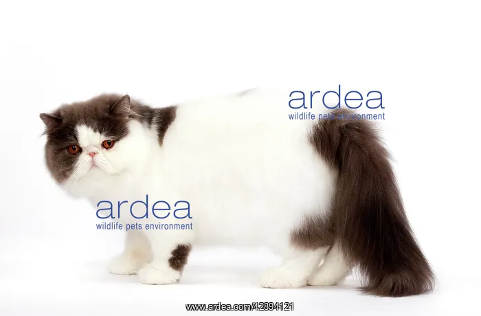  : Cat - Persian bi-colour harlequin blue and white