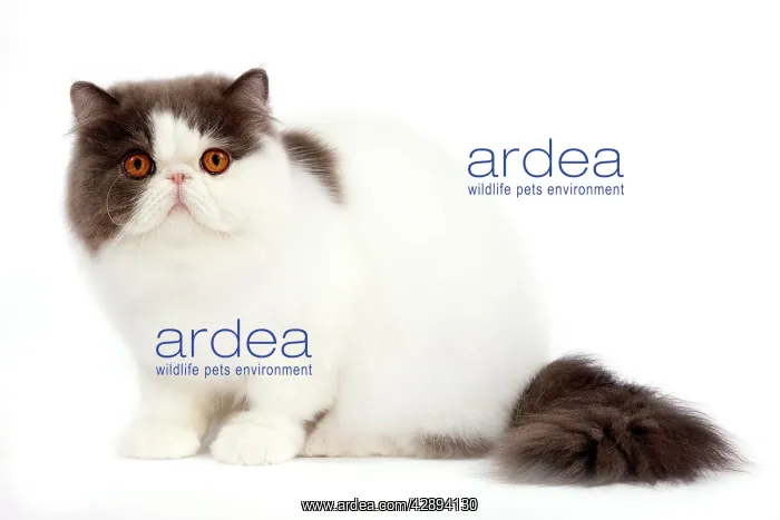 : Cat - Persian bi-colour harlequin blue and white : Cat - Persian bi-colour harlequin blue and white