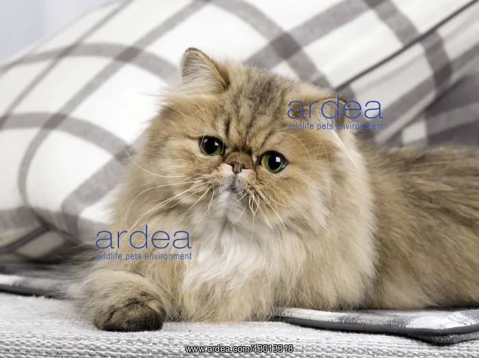 : Cat Persian black golden shaded : Cat Persian black golden shaded