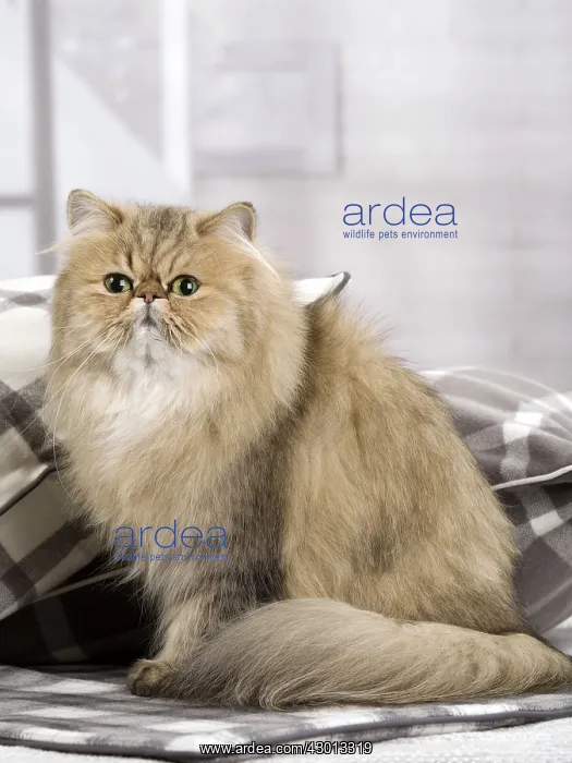 : Cat Persian black golden shaded : Cat Persian black golden shaded